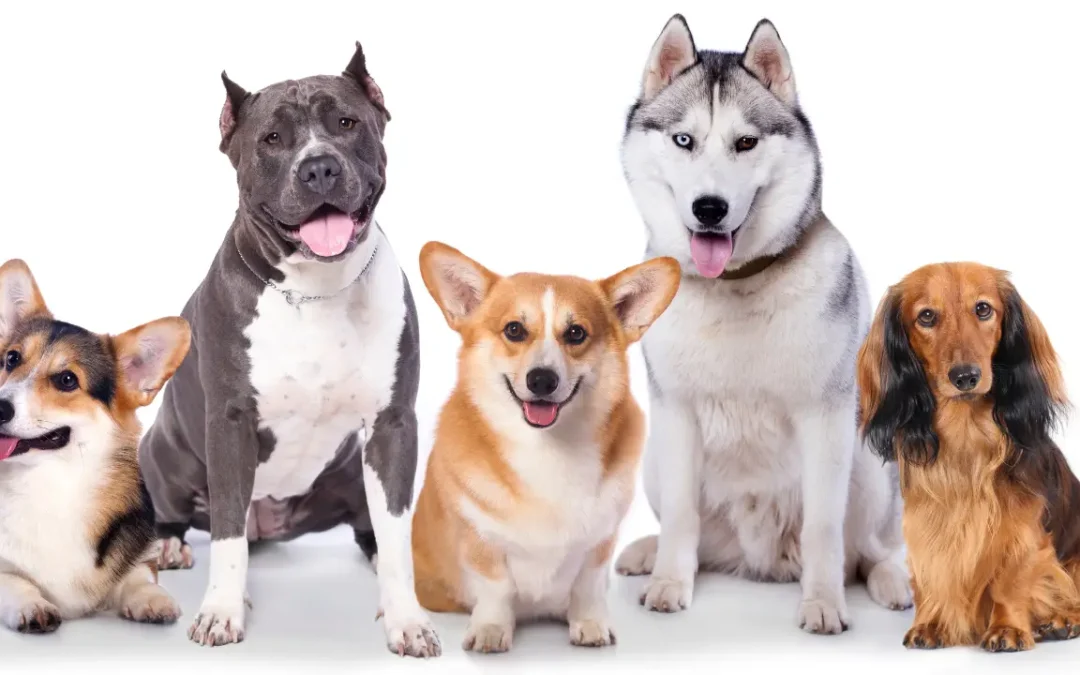 Estudo revela quais as raças de cães que vivem – e as que vivem menos