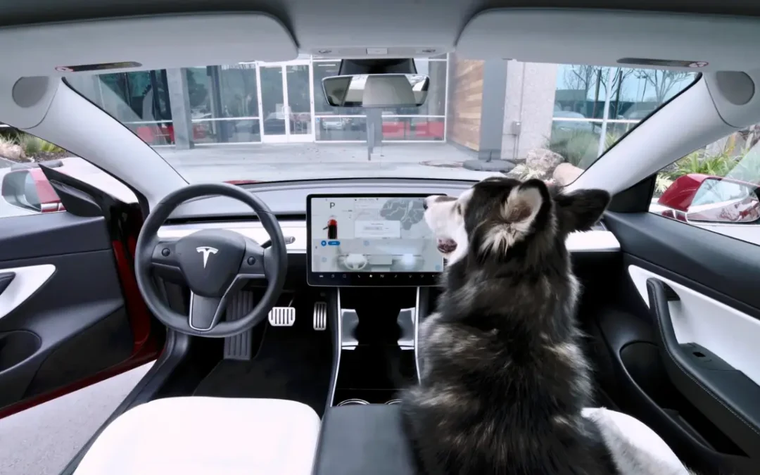O que é o ‘Modo Cão’ dos carros da Tesla? Conheça esse interessante recurso!