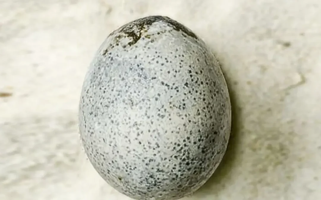 Ovo de galinha mais antigo do mundo é descoberto intacto