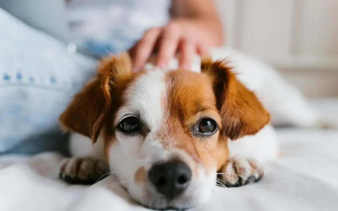 Como que um cachorro ajuda na sua saúde mental? Estudos mostram o poder canino