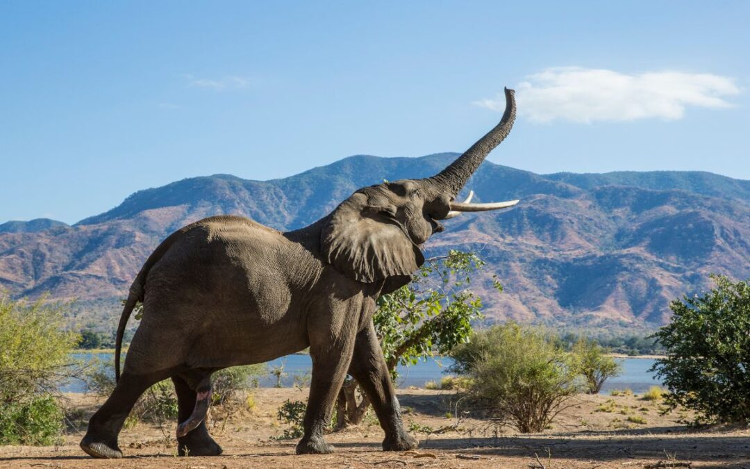 5 comportamentos de elefantes que revelam grande inteligência