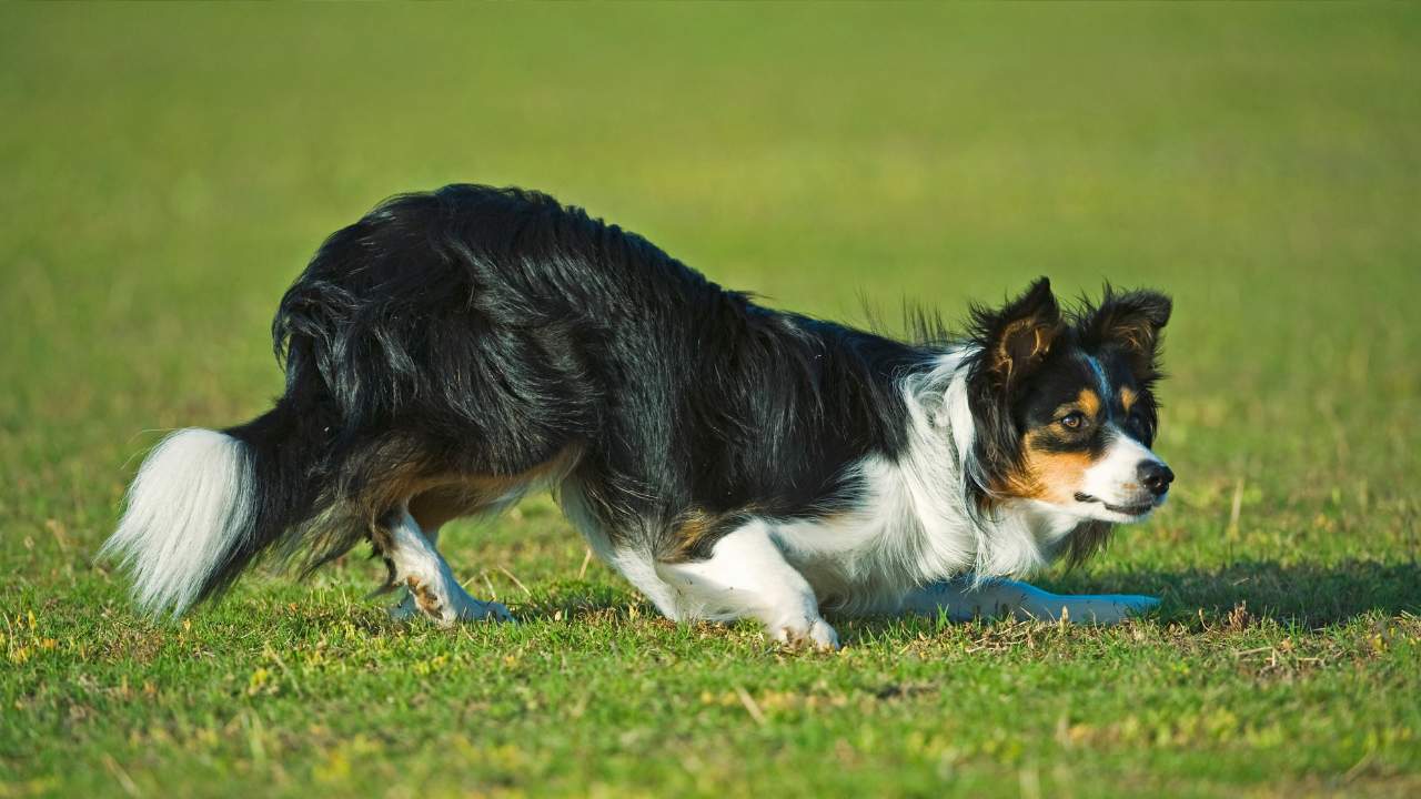 Border Collie