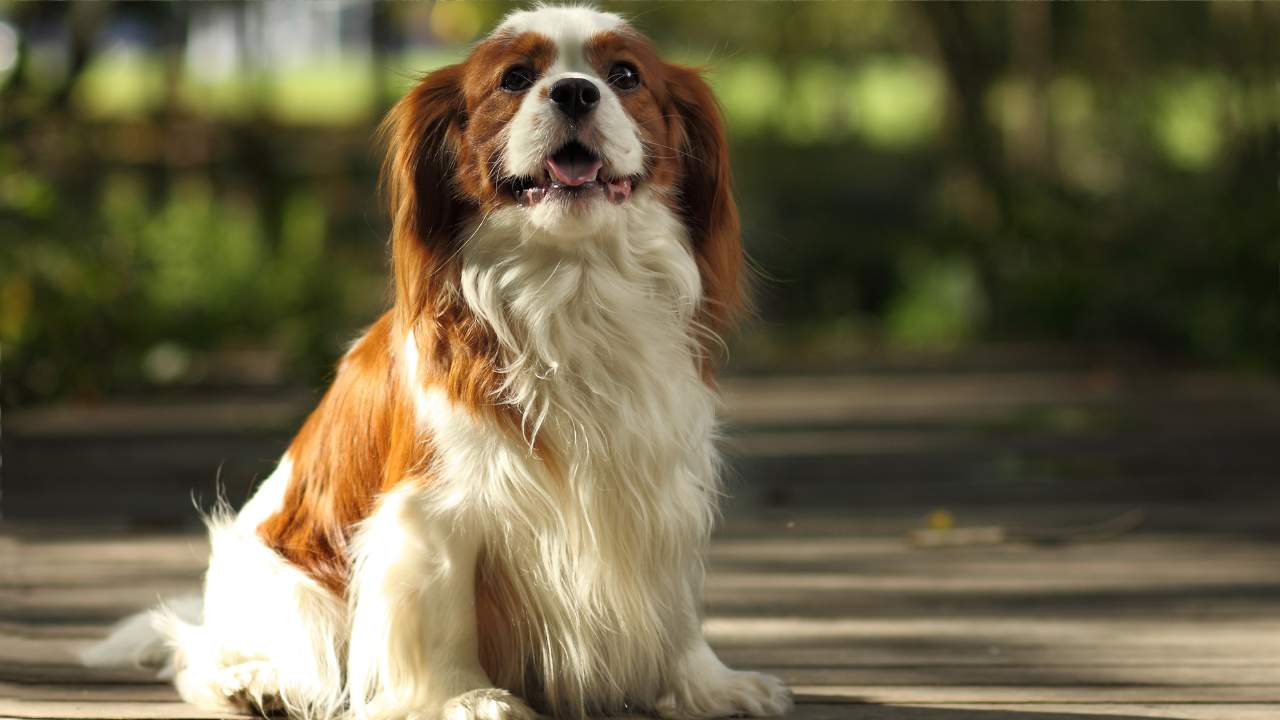 Raças de cães obedientes