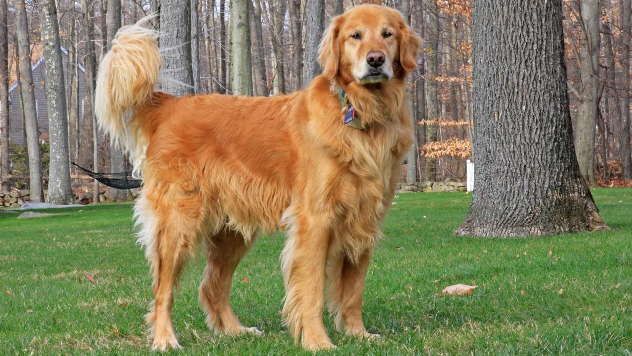 Raças de cães obedientes