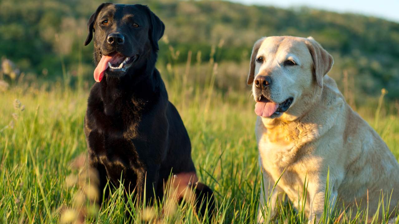 Raças de cães obedientes