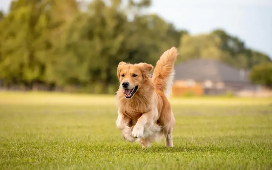 6 raças de cães populares e a história de suas origens – Conheça!