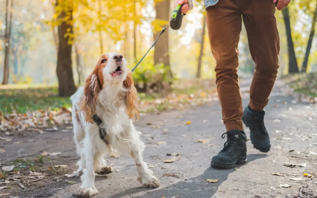 Pesquisadores estão decodificando a linguagem dos cães – e com bons resultados!