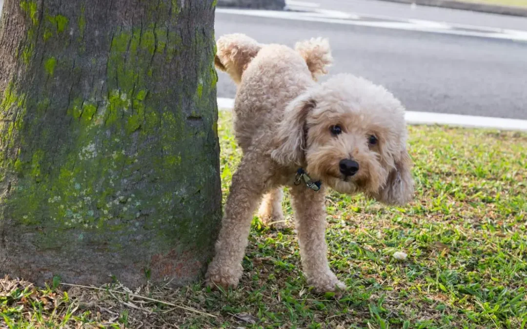 Por que os cães levantam a pata para fazer xixi? Entenda o motivo!