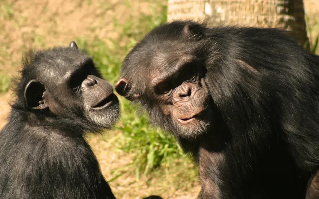 Chimpanzés podem ter conversas tão caóticas quanto as humanas, diz estudo!