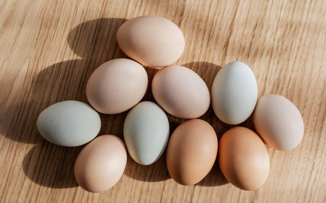 Por que os ovos de galinha têm cores diferentes? Descubra!