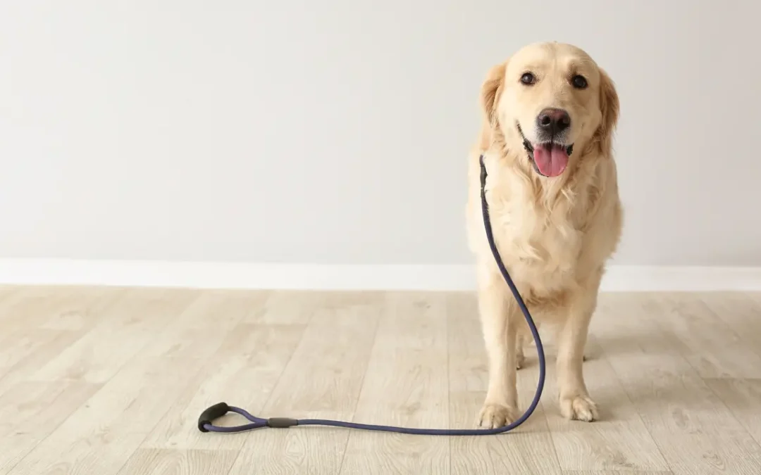 Conheça 5 raças de cães obedientes e fáceis de treinar