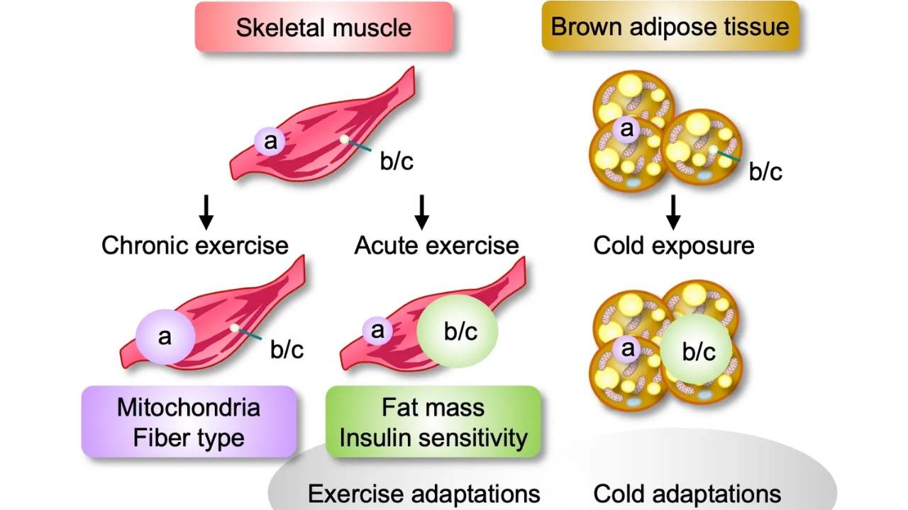 Metabolismo e perda de peso