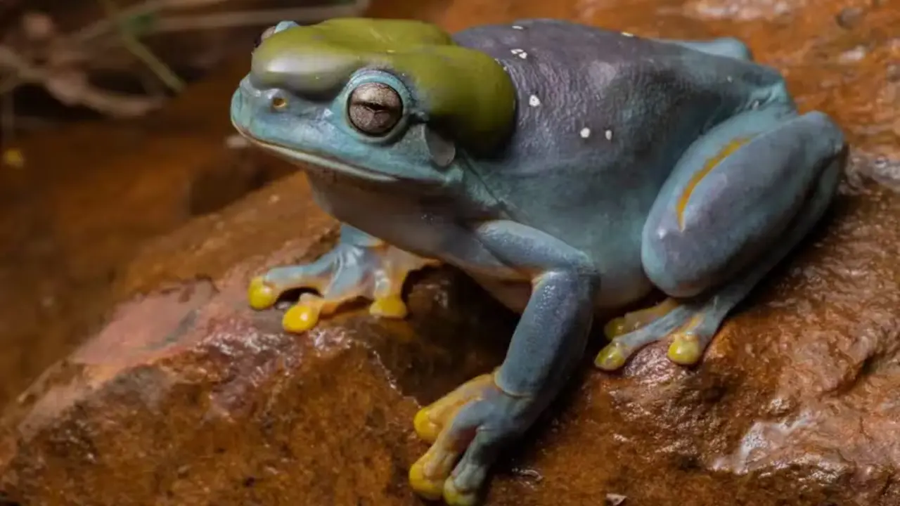 Imagem mostra uma rã azul que muda de cor e se encontra apenas na Australia