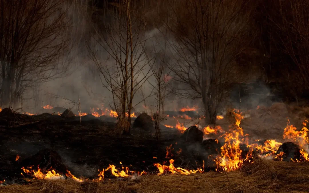 Novo sistema promete detectar incêndios florestais em menos de 20 minutos