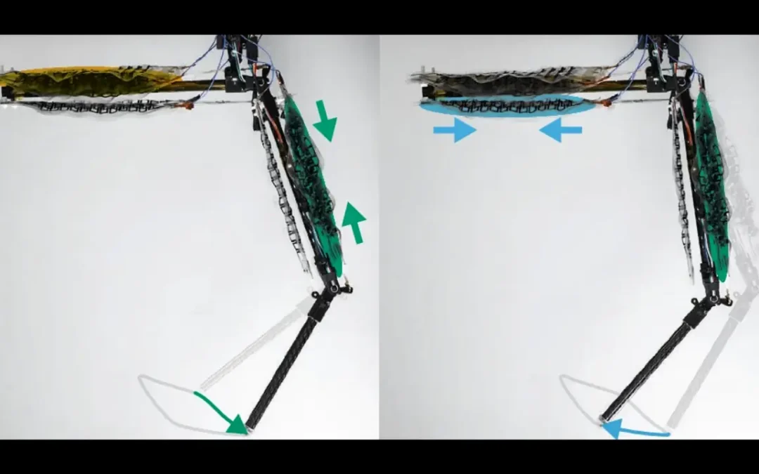 Cientistas criam perna robótica movida a músculos artificiais