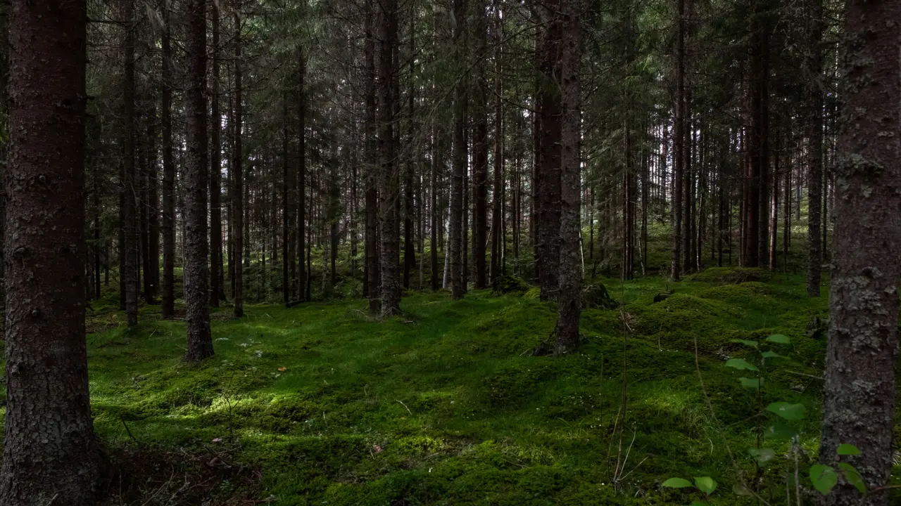 A imagem retrata uma floresta densa, composta por altas árvores de troncos escuros e copas que filtram a luz natural, criando uma atmosfera sombreada e misteriosa. O chão é coberto por uma vegetação verde e exuberante, com musgo e pequenas plantas que cobrem o solo.