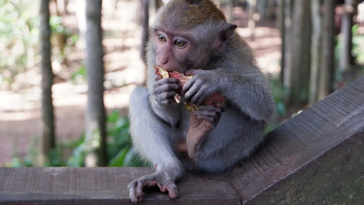 Filhote de macaco segurando uma fruta com as mãos e pés, sentado em uma cerca de madeira em um ambiente florestal