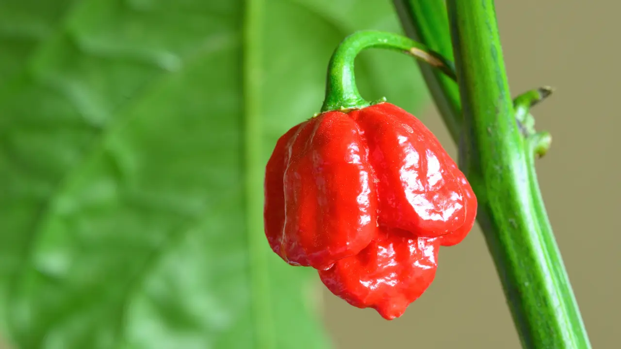 Pimenta Carolina Reaper, a mais ardida do mundo